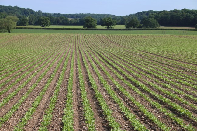 Field in Norfolk: This is an artefact that we casually think of as natural.